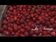 Plums Bin Pan 1 1043